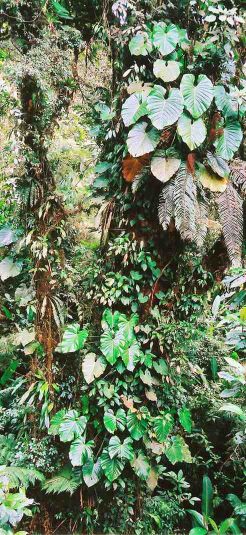 Diverse plants growing on a large Costa Rican tree